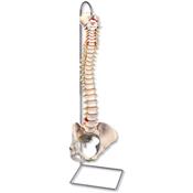 Colonne vertbrale squelette classique flexible avec bassin fminin